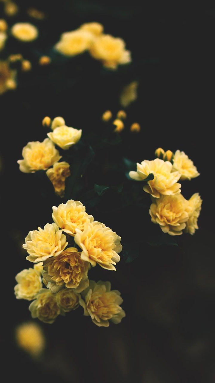 Roses