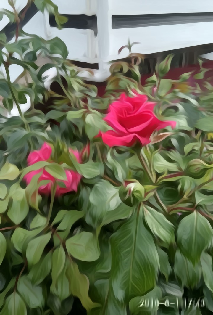 picture rose