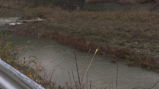 Two ducks