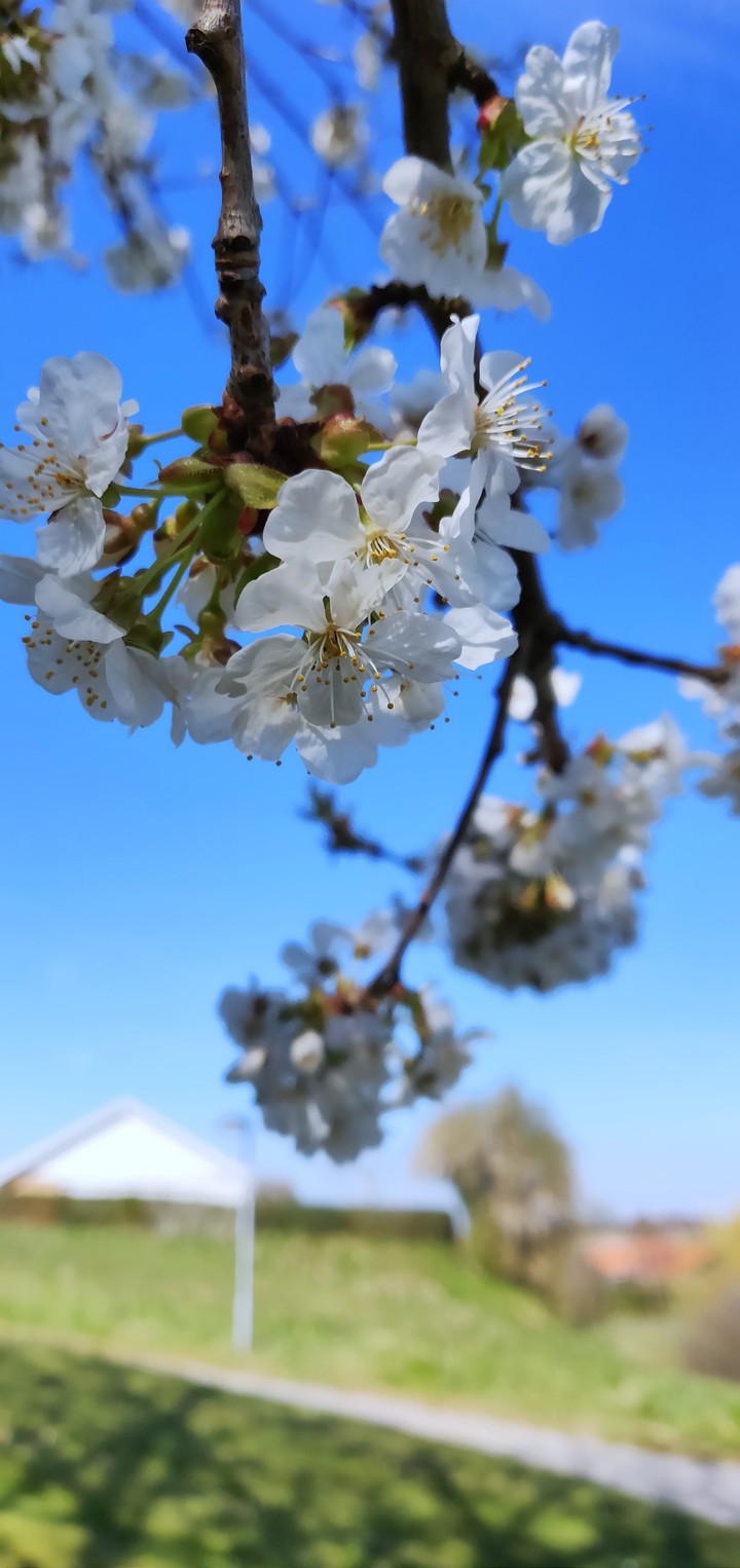 spring