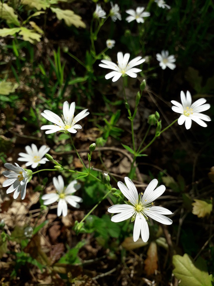 flowers