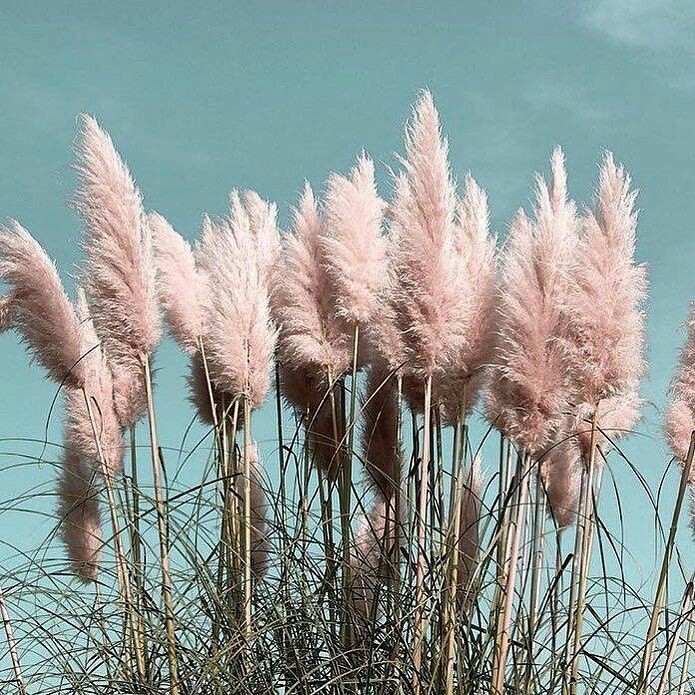 ✨