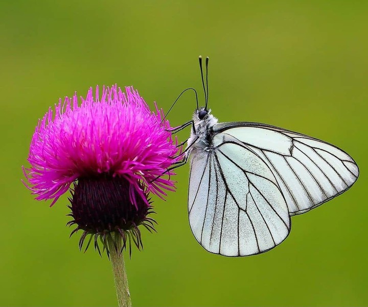 butterfly