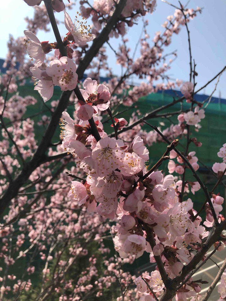 봄꽃의 향연(홍매화)