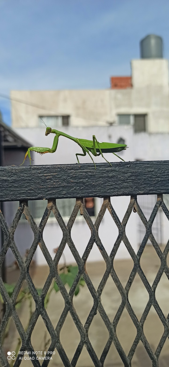 mantis