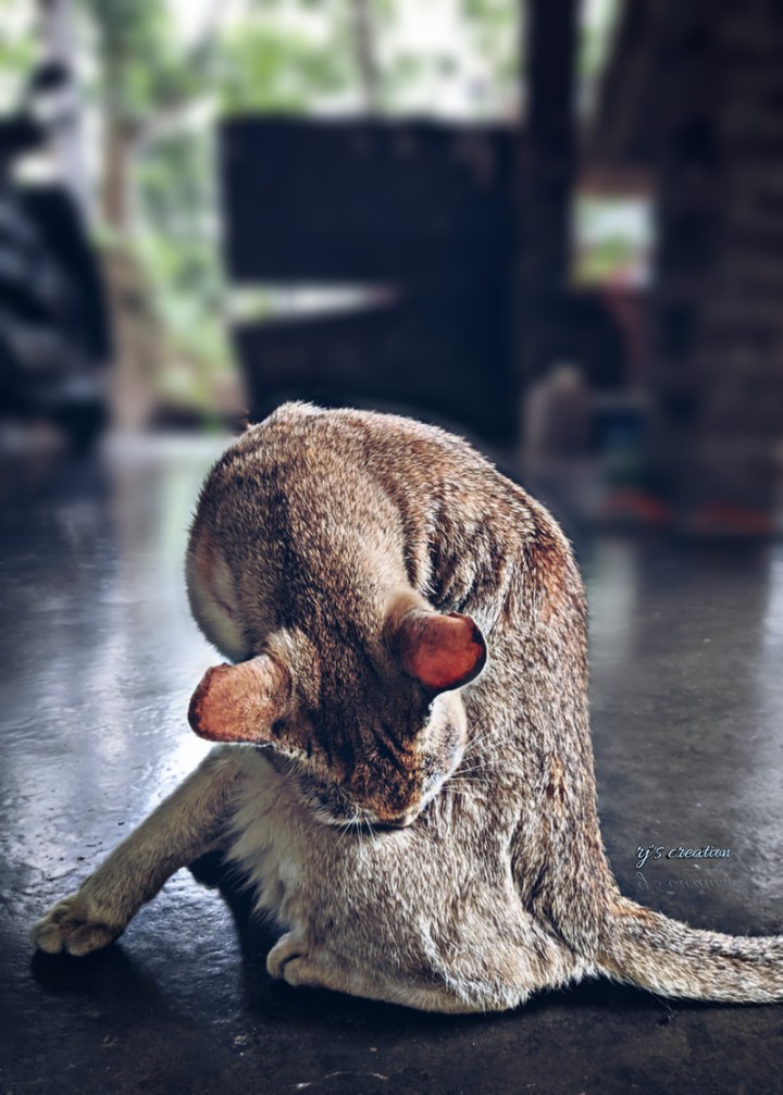 cat - Bong cat