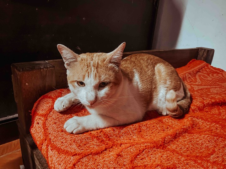 The day your cat was angry  That didn't travel