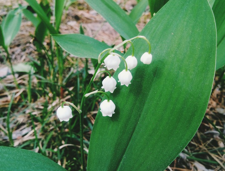 Lily of the valley