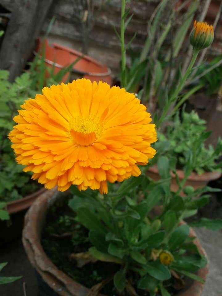 SUNFLOWER??