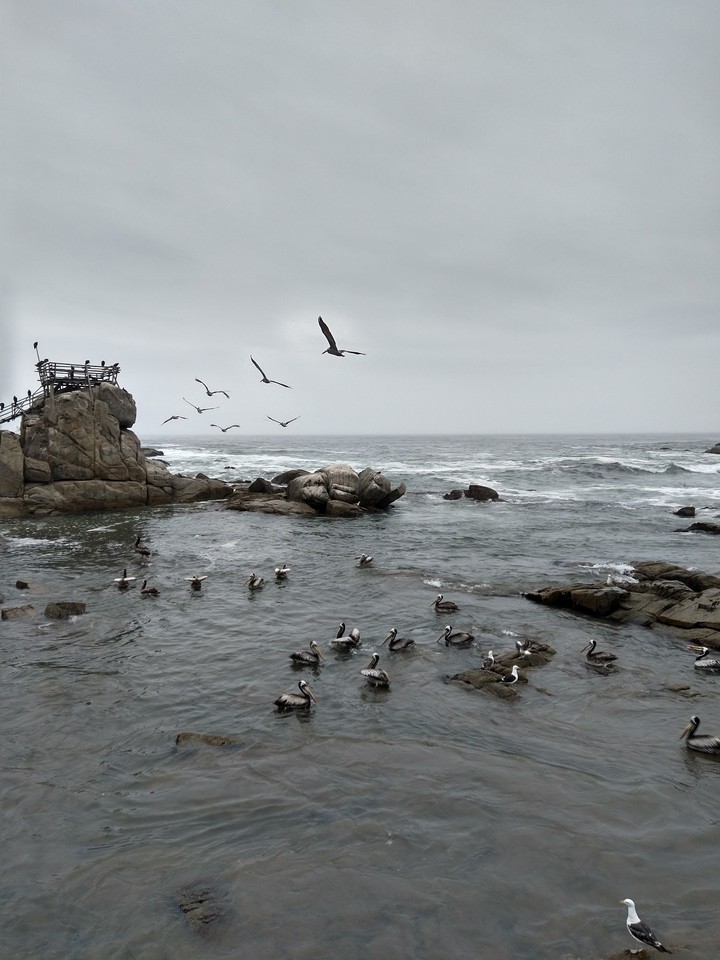 Caleta El pescador Maintecillo Chile