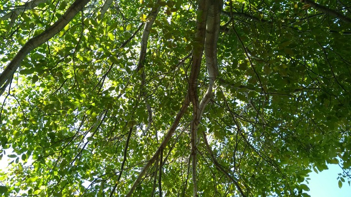 Tree and sky