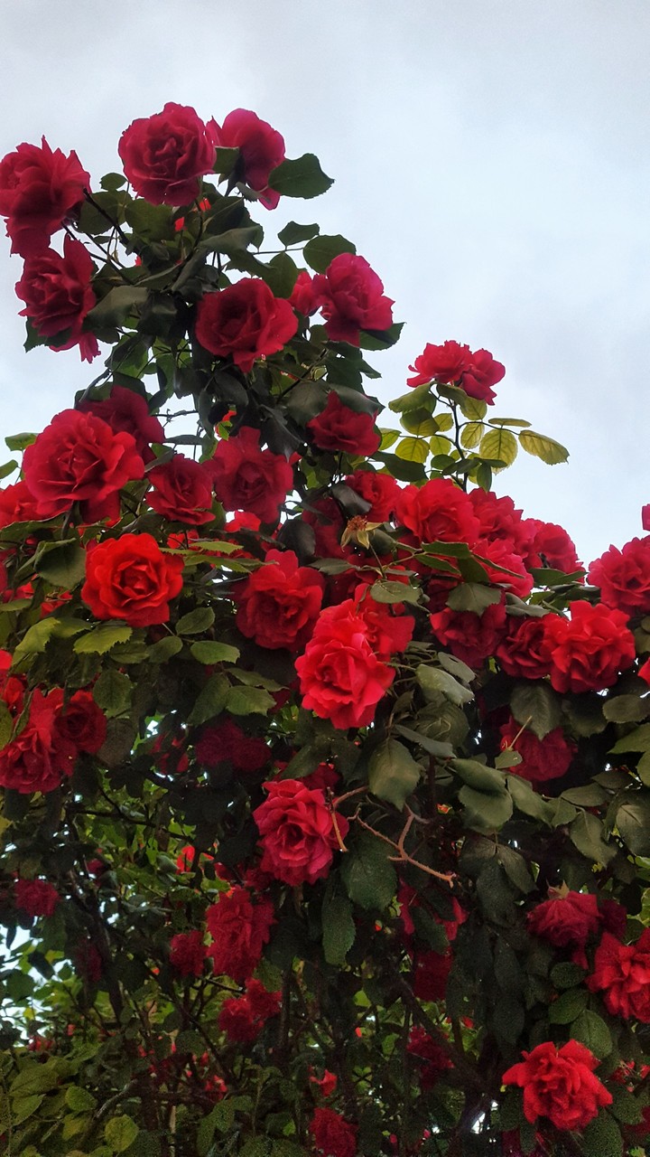 Red Roses