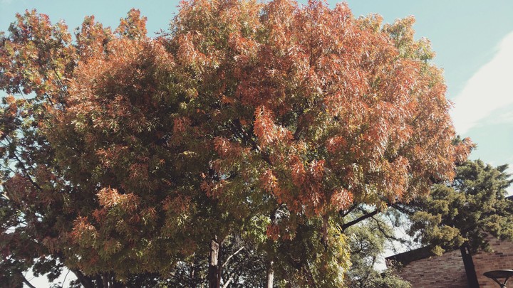 Autumn