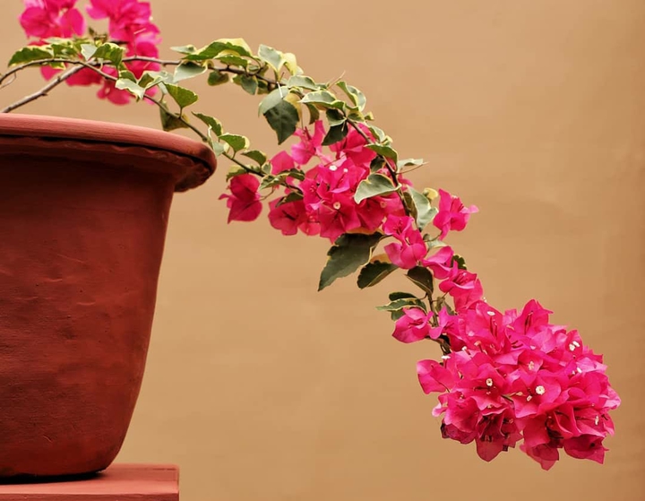 Bougainvillea !!!