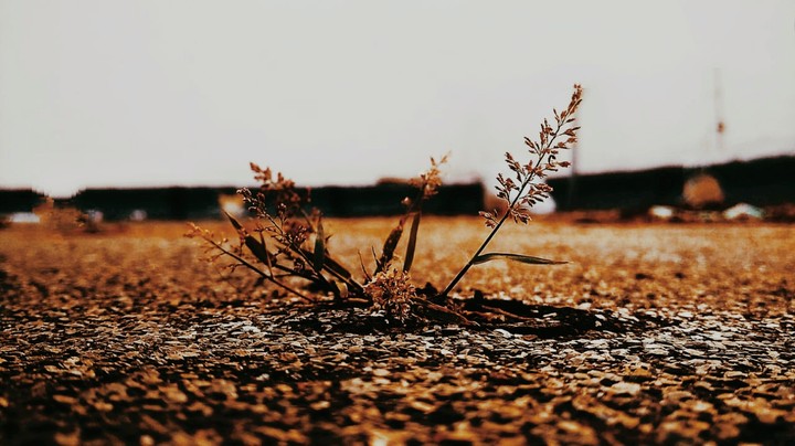 golden weeds