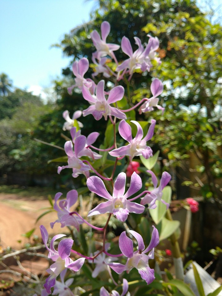 flowers