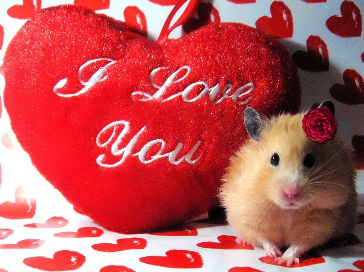 Sweet Hearts