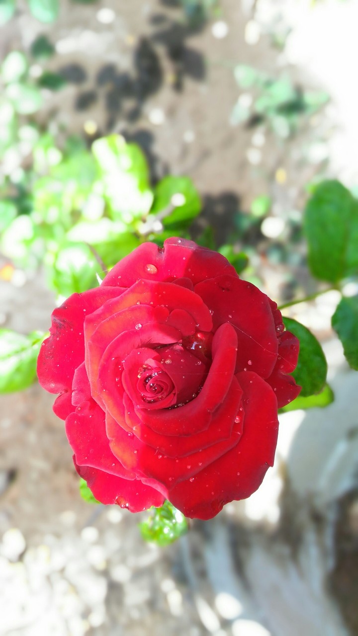 rose