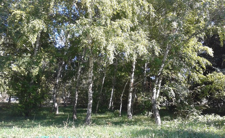 Birch