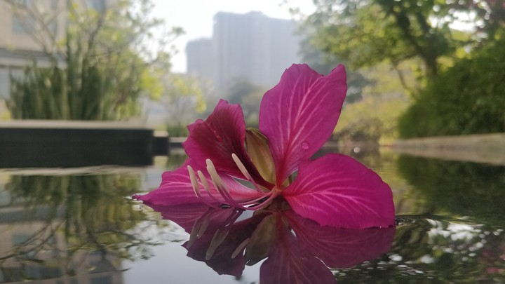 flower