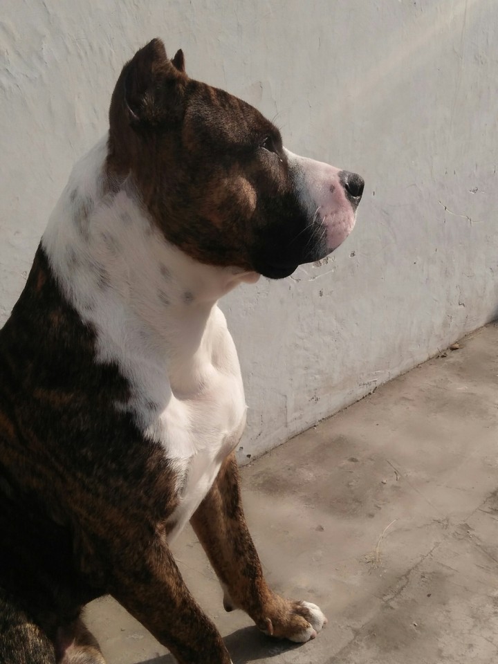 Pitbul