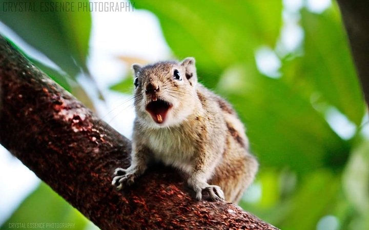 The Squirrel