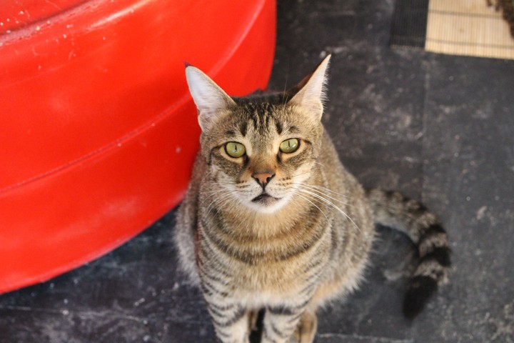 cat