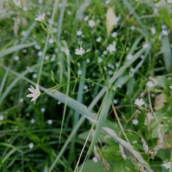nature in little things
