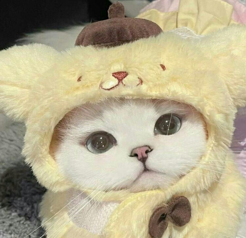 Fawn, fur वॉलपेपर