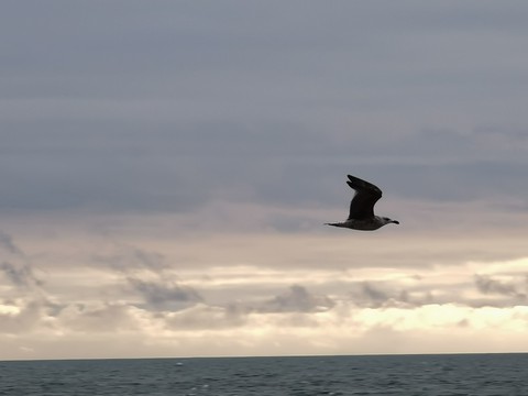 bird at flight