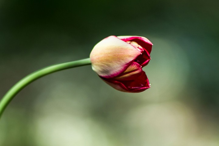 Tulip