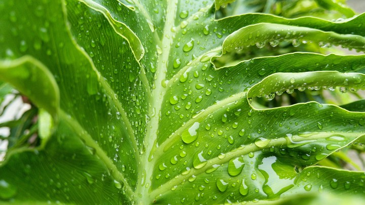 Beauty of Nature after Rain