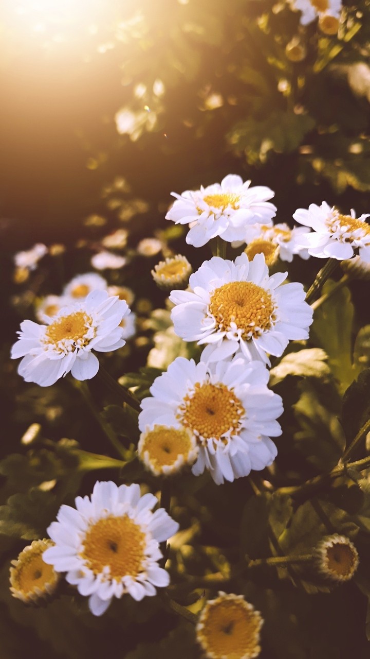 chamomile