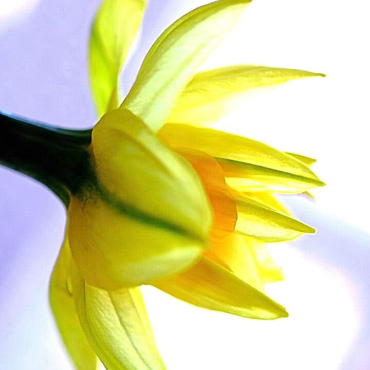 fleur⭐⭐⭐
