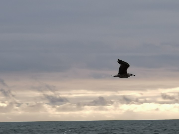 bird at flight