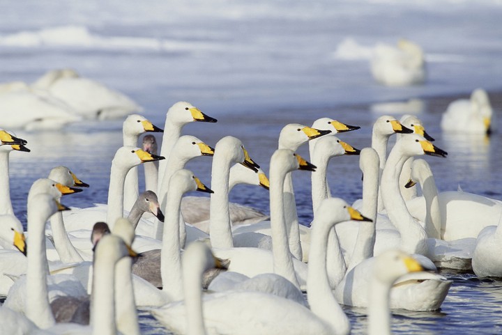 Birds