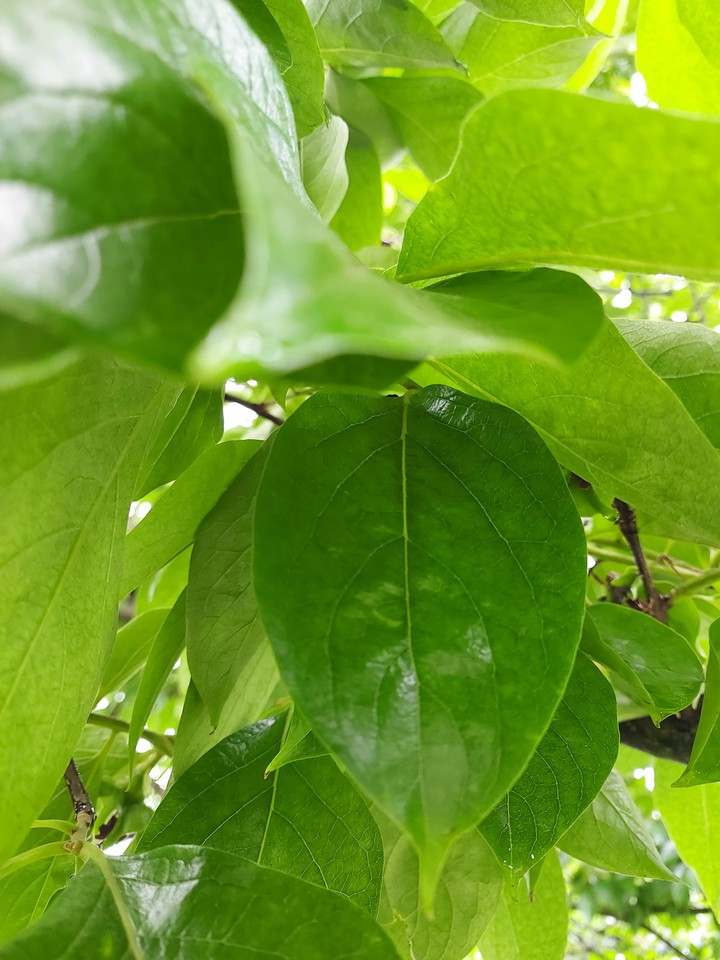 Greenery