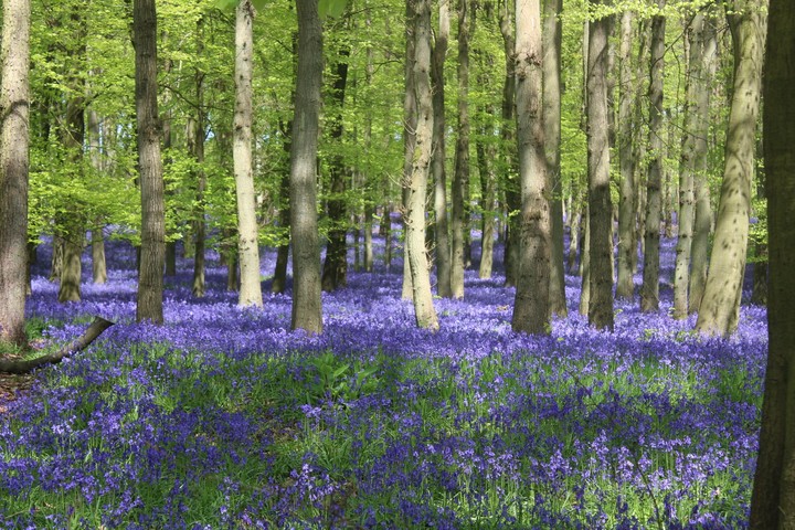 bluebell Woods