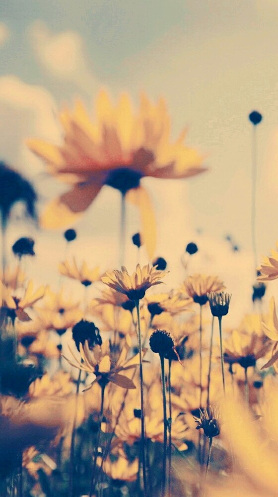 sunflowers ***___***