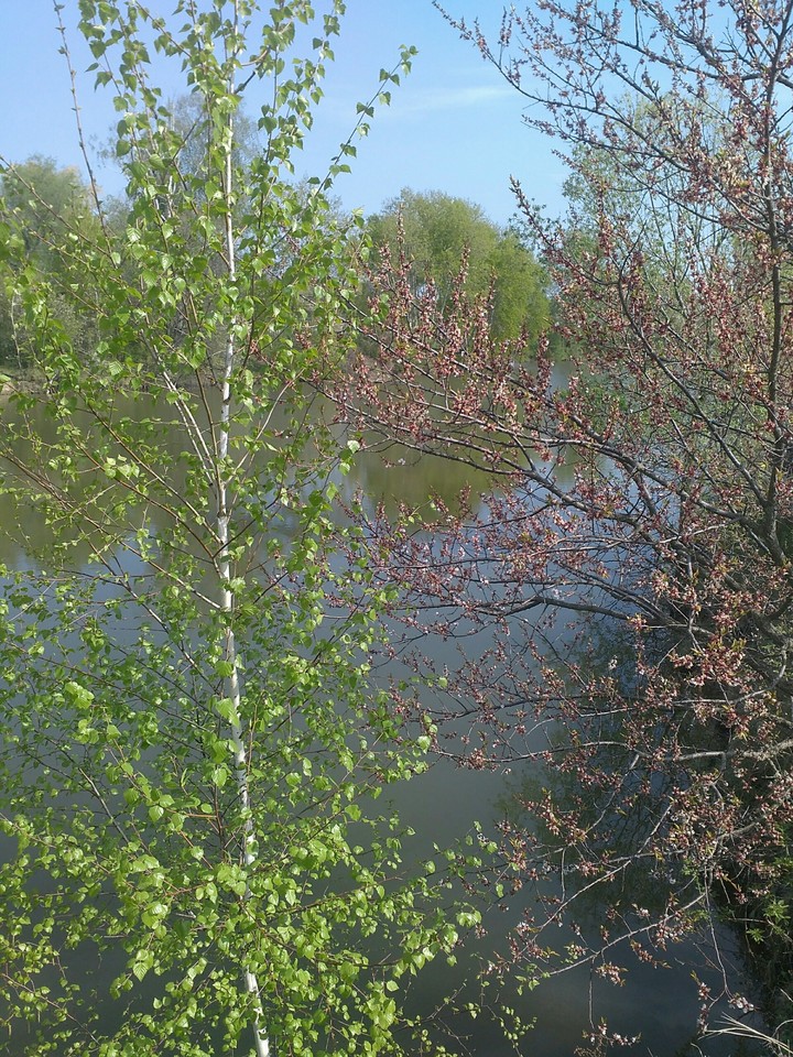 ставок
