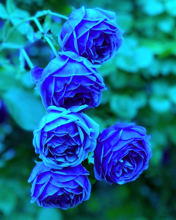 Blue Roses