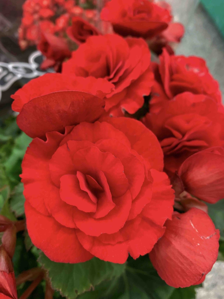 Flores vermelhas
