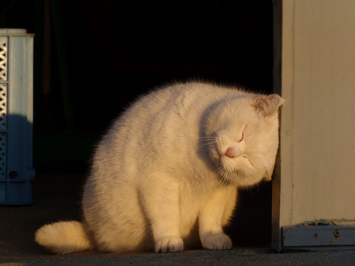 Cat Animals
