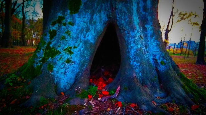 hole of tree