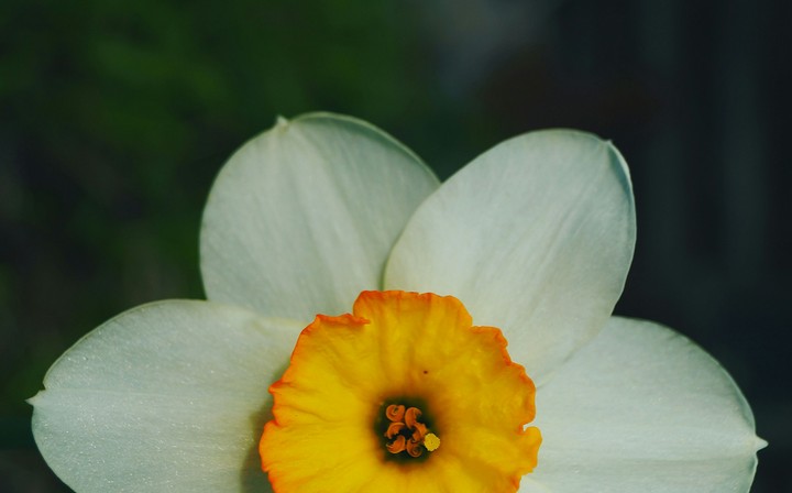 When narcissus admires you