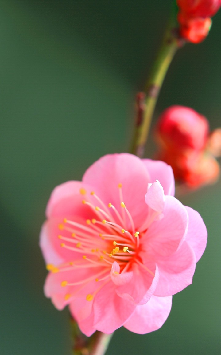 Fully bloomed