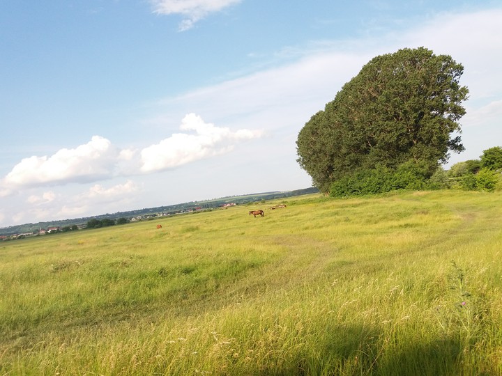 The Nature