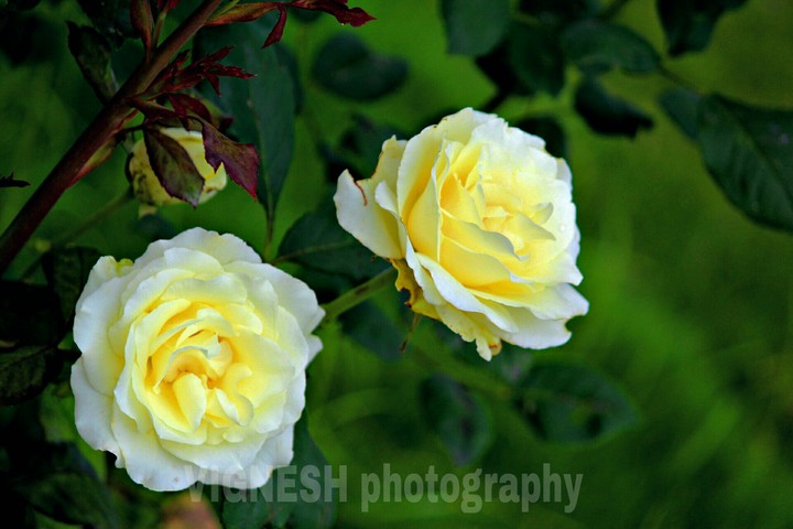 rose