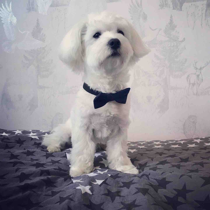 Alek
