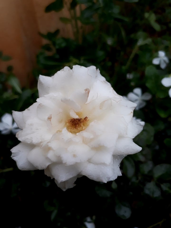 white rose